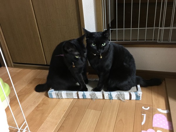 猫 日本猫 風ちゃんとノアちゃんの写真