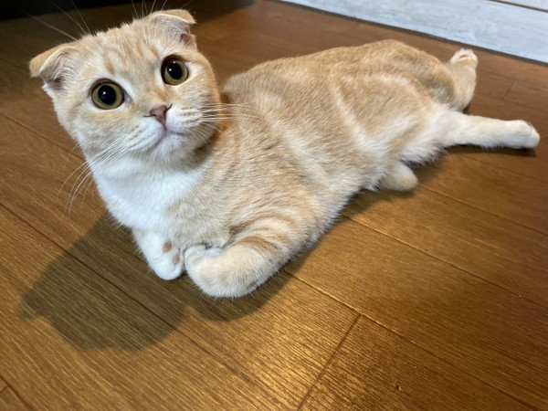 猫 スコティッシュフォールド みかんたその写真