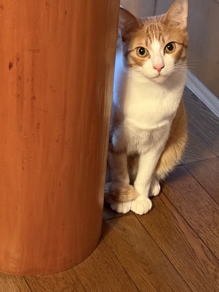猫 茶白トラ 太郎の写真