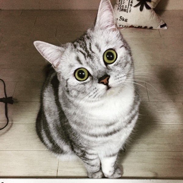 猫 mix ネコッヴィの写真