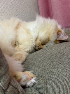 猫 ヒマラヤン ロッキーの写真