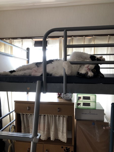 猫 セルカークレックス ランの写真