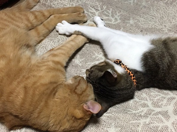 猫 茶トラ ナツとフユの写真