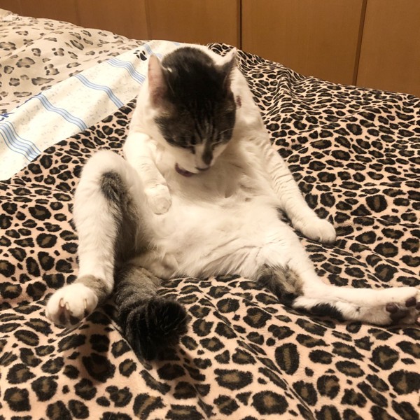 猫 雑種（ミックス） ラブの写真