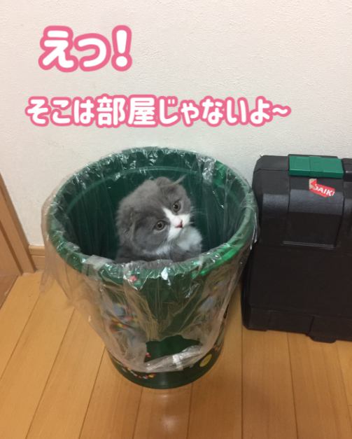 猫 スコティッシュフォールド もんもんの写真