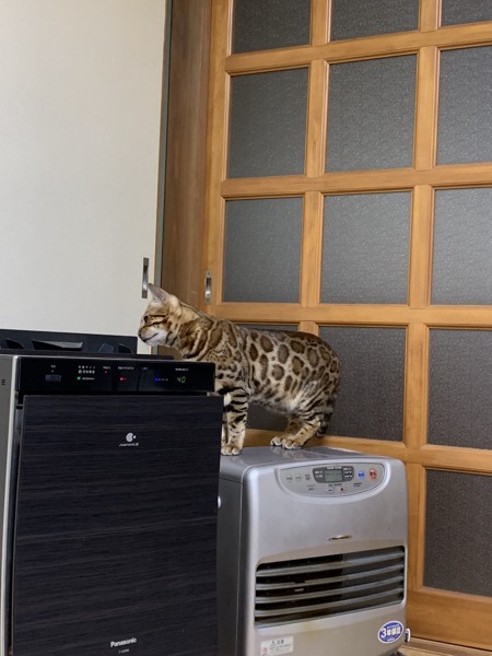 猫 ベンガル Lukeの写真