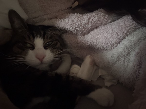 猫 雑種（ミックス） にゃこの写真