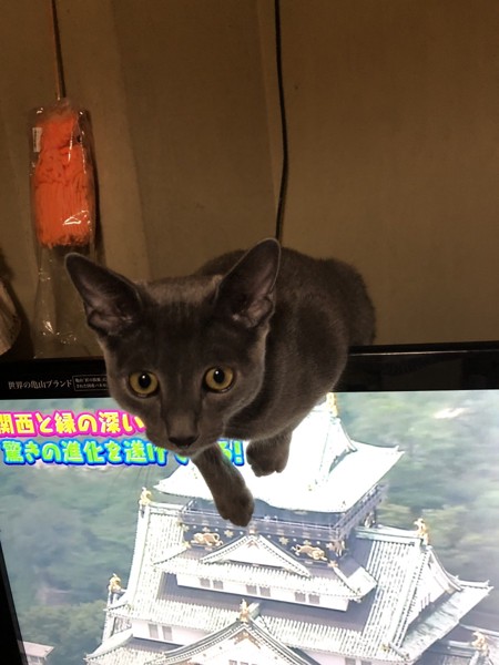 猫 ロシアンブルー ひじきの写真