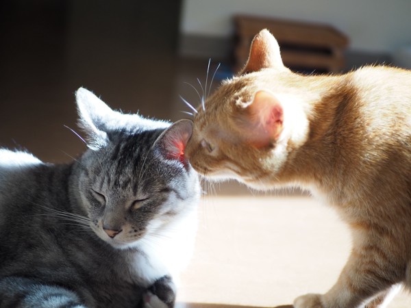 猫 茶トラ 姫（ひめ）と景（カゲ）の写真