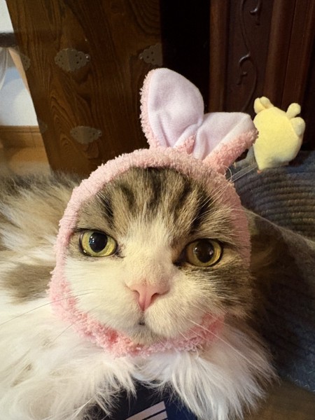 猫 ミヌエット わたの写真
