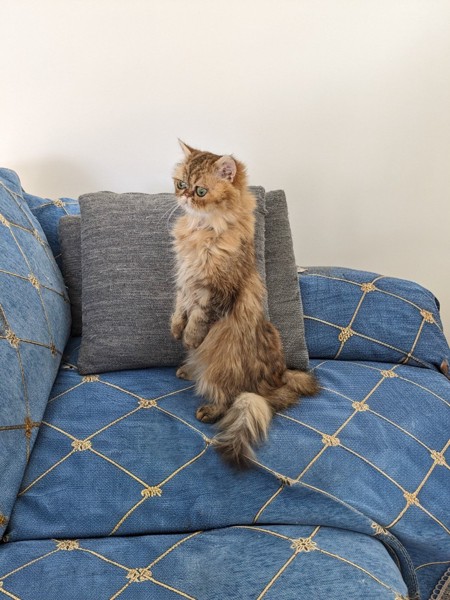 猫 ミヌエット はなびの写真