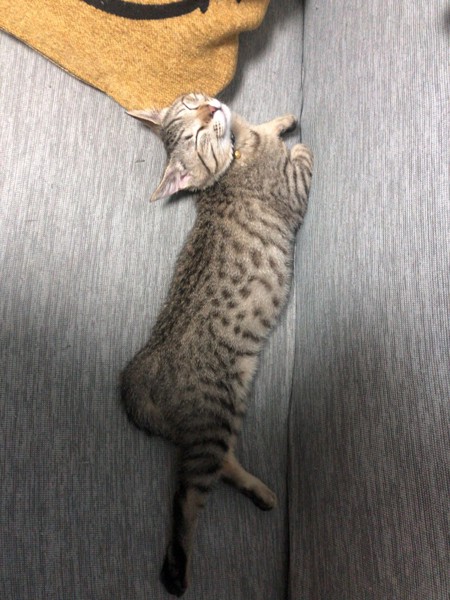 猫 雑種 レンナの写真