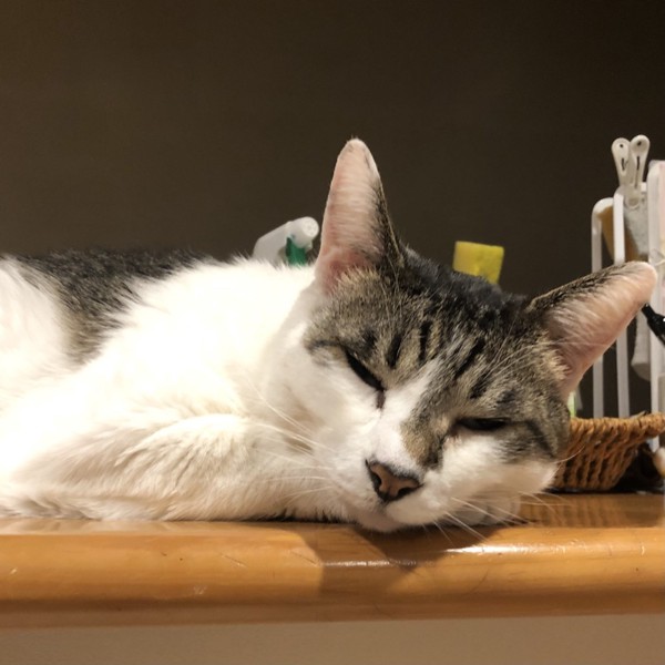 猫 雑種（ミックス） ラブの写真