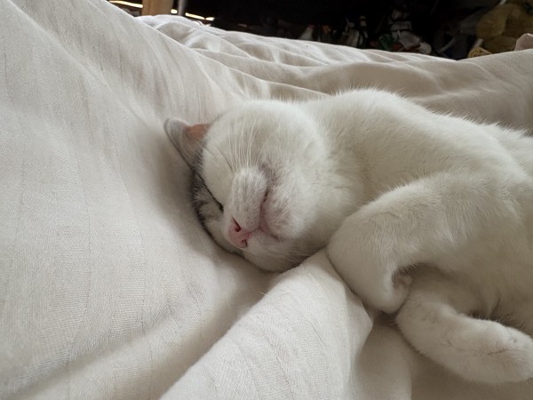 猫 サバシロ もーしゃんの写真
