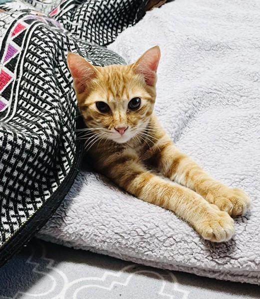 猫 茶トラ ルノの写真