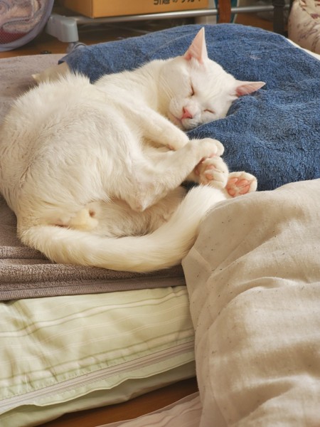 猫 日本猫 コナンの写真