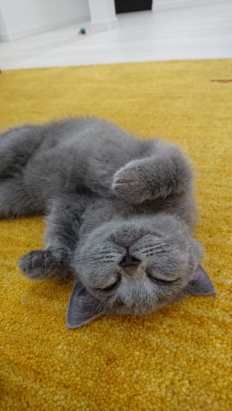 猫 ブリティッシュショートヘア モンチの写真