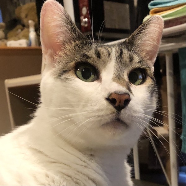 猫 雑種（ミックス） ラブの写真
