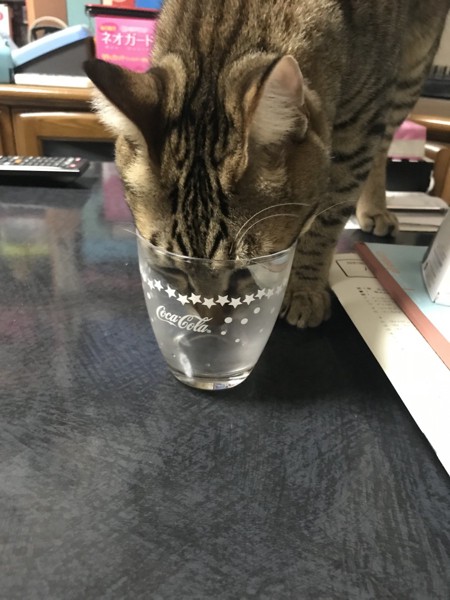 猫 キジトラ 琥珀の写真