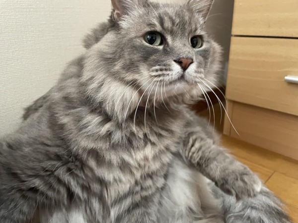 猫 アメリカンワイヤーヘア ボスぢろーの写真