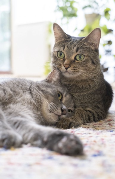 猫 雑種（ミックス） なつ＆ゆずの写真