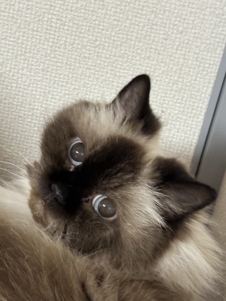 猫 ヒマラヤン モリーの写真