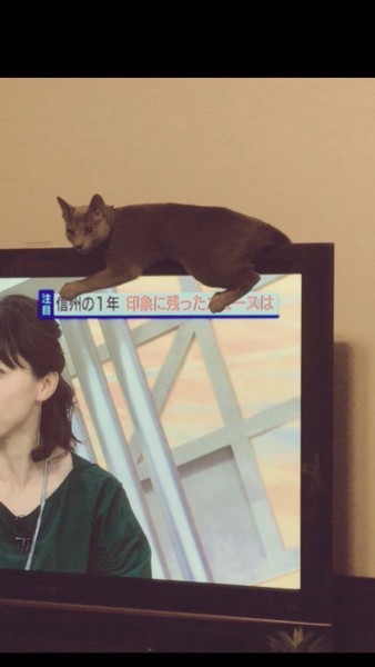 猫 ロシアンブルー りんの写真