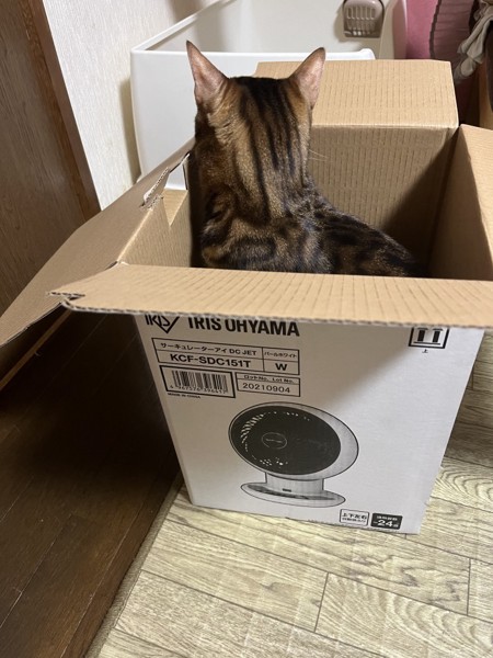 猫 ベンガル Ottoの写真