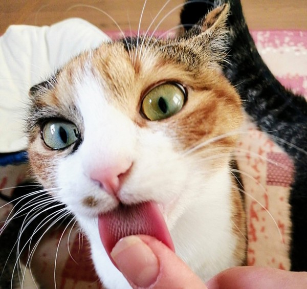 猫 三毛猫 ナナの写真