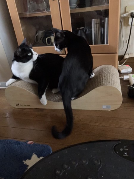 猫 雑種（ミックス） ニャンニャンとハッチの写真