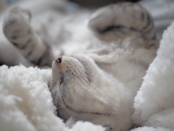 猫 サバトラ 景（カゲ）の写真