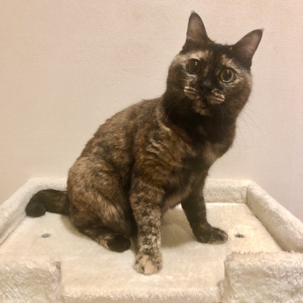 猫 サビ猫 ポンちゃんの写真
