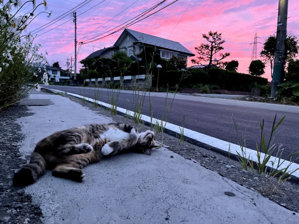 猫 雑種 たまの写真