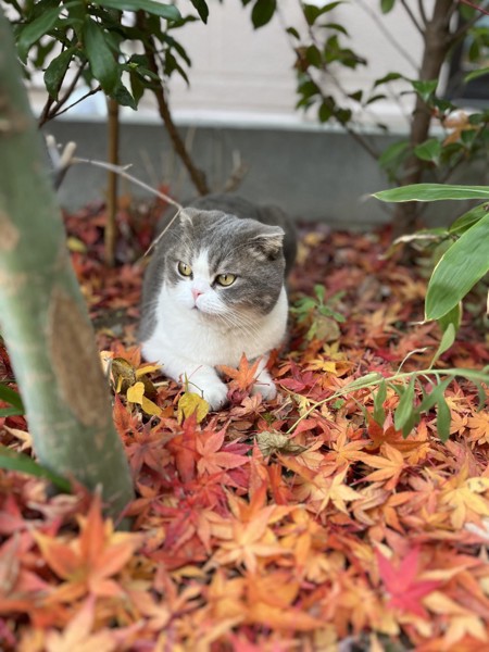 猫 スコティッシュフォールド ちゃんぴの写真