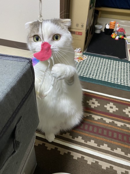 猫 スコティッシュフォールド 定春の写真