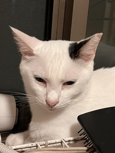 猫 雑種（ミックス） テンの写真