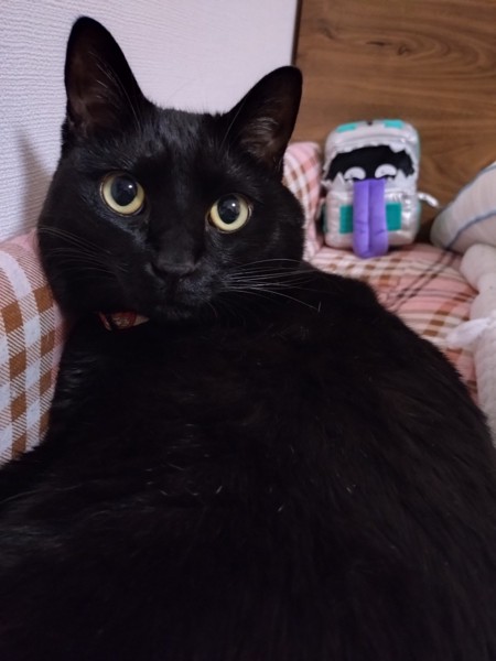 猫 雑種（ミックス） ジジの写真