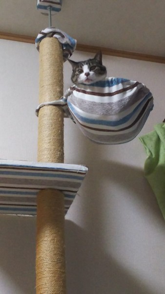 猫 キジシロ あいの写真