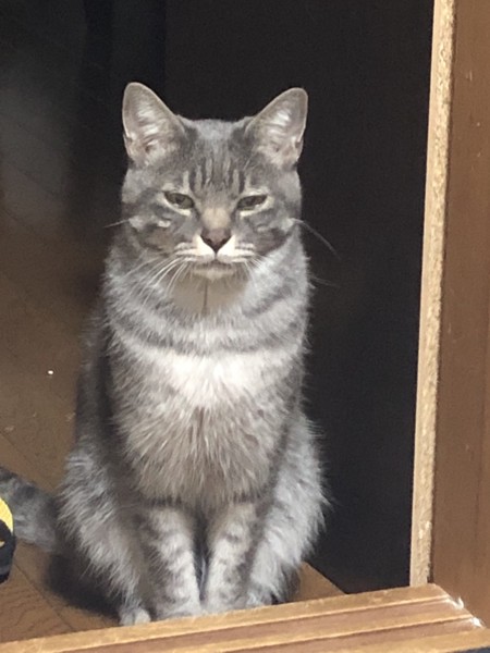 猫 雑種（ミックス） 野流の写真