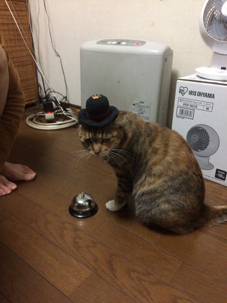 猫 むぎわらしろ 新入りの写真