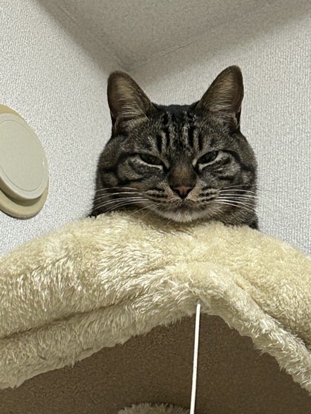 猫 キジトラ カイの写真