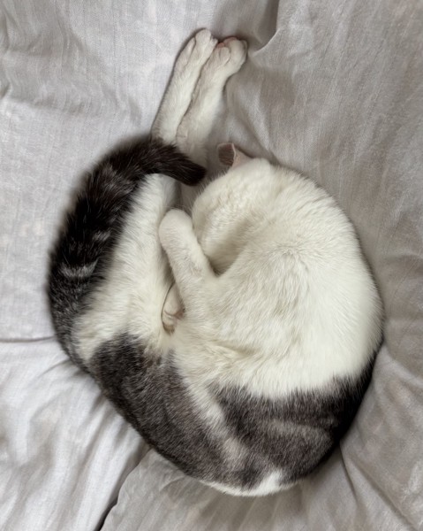 猫 サバシロ もーしゃんの写真