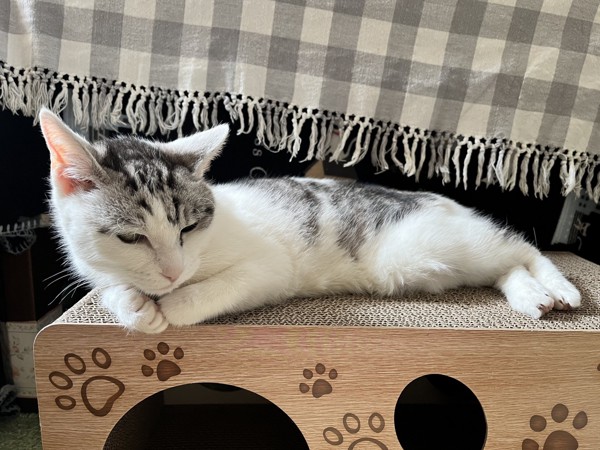猫 サバシロ もーしゃんの写真