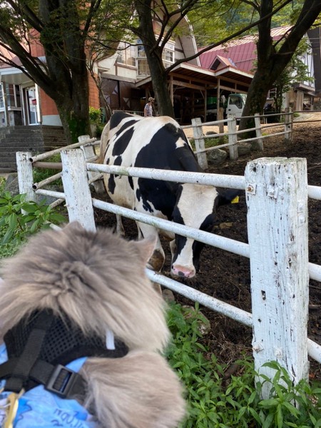 猫 雑種（ミックス） ルークの写真