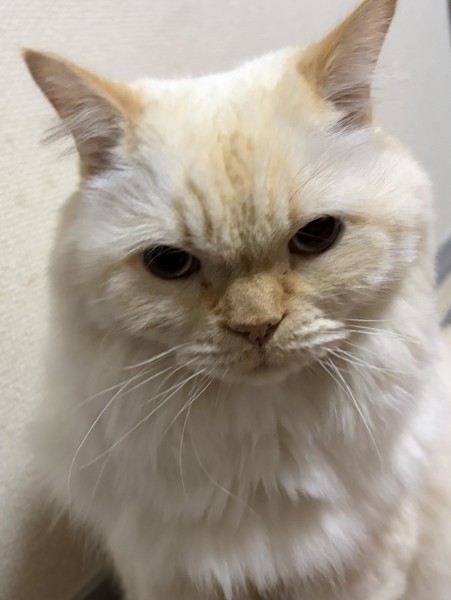 猫 ヒマラヤン アッシュの写真