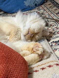 猫 ヒマラヤン ロッキーの写真