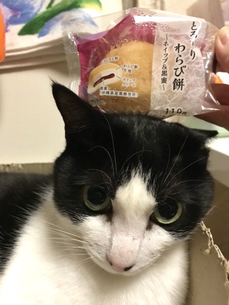 猫 雑種（ミックス） ななふくの写真