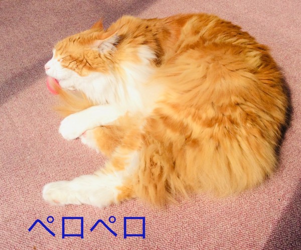 猫 アメリカンバーミーズ ノア君の写真