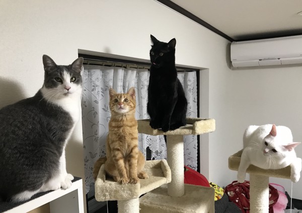 猫 雑種（ミックス） ユト、リン、ラン、ソラの写真