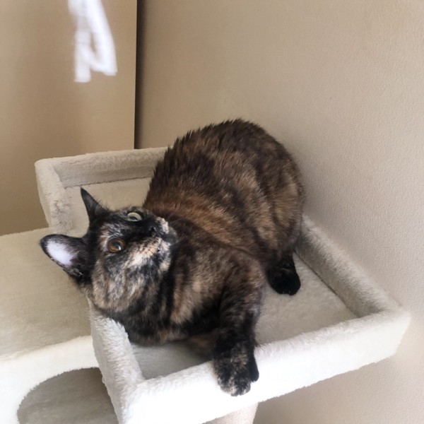 猫 サビ猫 ポンちゃんの写真